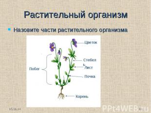 Растительный организм Назовите части растительного организма