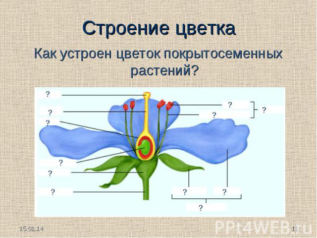 Как устроен цветок покрытосеменных растений?