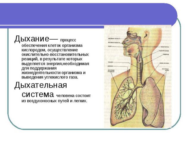 Дыхание— процесс обеспечения клеток организма кислородом, осуществление окислительно-восстановительных реакций, в результате которых выделяется энергия,необходимая для поддержания жизнедеятельности организма и выведения углекислого газа. Дыхательная…