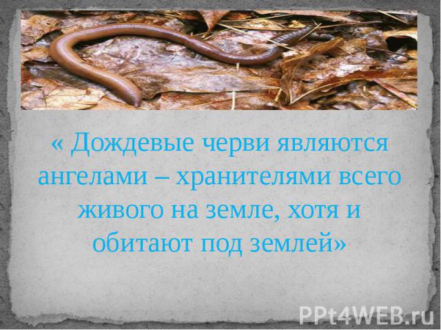 « Дождевые черви являются ангелами – хранителями всего живого на земле, хотя и обитают под землей»