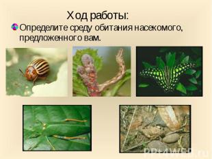 Определите среду обитания насекомого, предложенного вам.