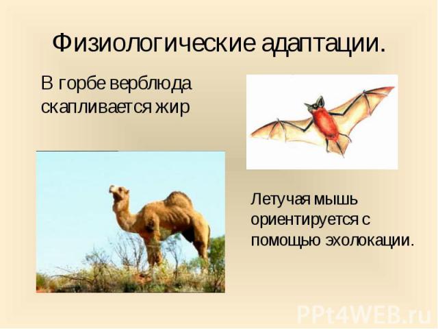 Физиологические адаптации. В горбе верблюда скапливается жир Летучая мышь ориентируется с помощью эхолокации.