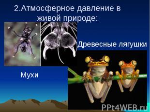 2.Атмосферное давление в живой природе: Древесные лягушки