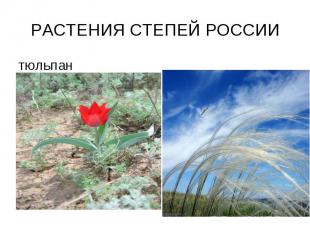 РАСТЕНИЯ СТЕПЕЙ РОССИИ тюльпан