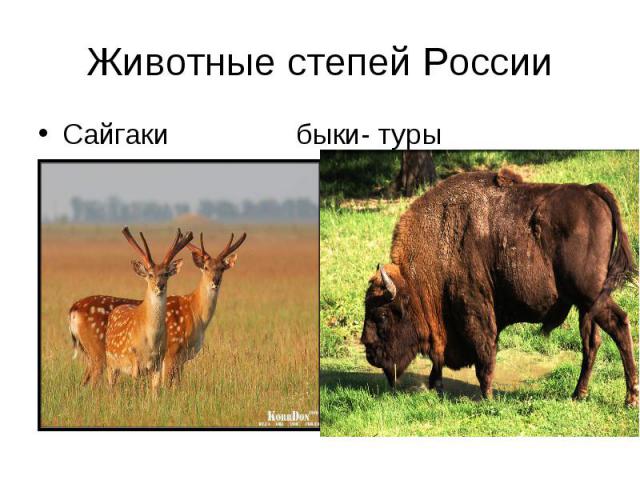 Сайгаки быки- туры Животные степей России