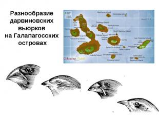Разнообразие дарвиновских вьюрков на Галапагосских островах