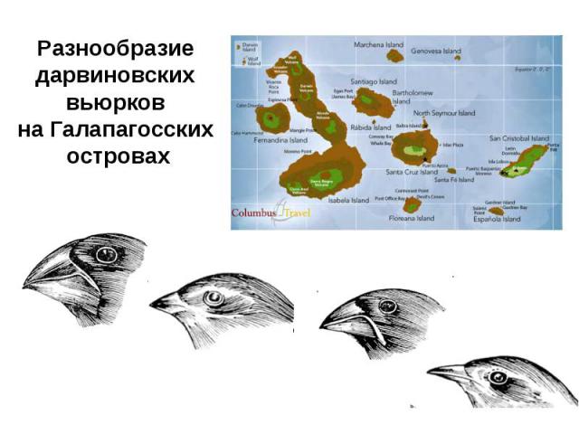 Разнообразие дарвиновских вьюрков на Галапагосских островах