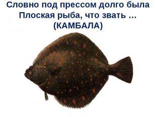 Словно под прессом долго былаПлоская рыба, что звать … (КАМБАЛА)