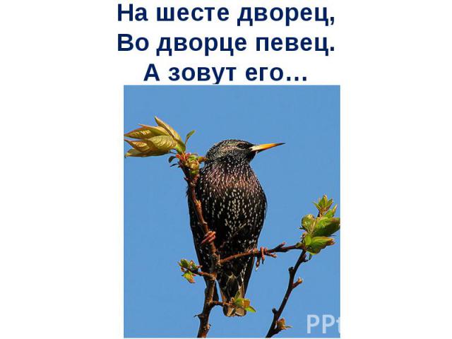 На шесте дворец,Во дворце певец.А зовут его…