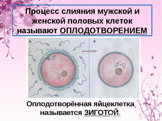 Процесс слияния мужской и женской половых клеток называют ОПЛОДОТВОРЕНИЕМ Оплодотворённая яйцеклетка называется ЗИГОТОЙ.