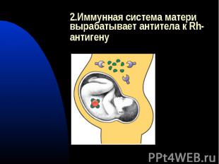 2.Иммунная система матери вырабатывает антитела к Rh-антигену