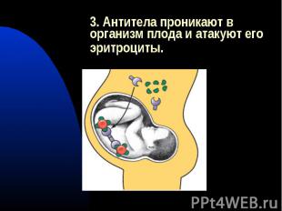 3. Антитела проникают в организм плода и атакуют его эритроциты.