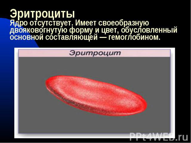 ЭритроцитыЯдро отсутствует. Имеет своеобразную двояковогнутую форму и цвет, обусловленный основной составляющей — гемоглобином.