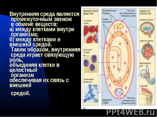 Внутренняя среда является промежуточным звеном в обмене веществ: а) между клетками внутри организма; б) между клетками ивнешней средой. Таким образом, внутренняя среда играет связующую роль, объединяя клетки в целостный организмобеспечивая их связь …