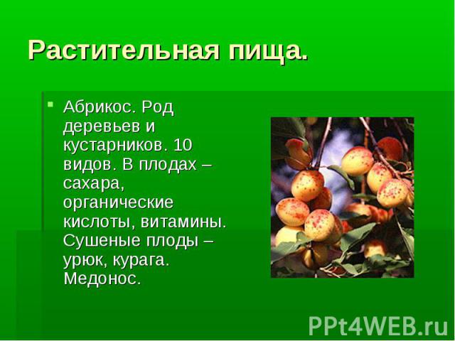 Абрикос. Род деревьев и кустарников. 10 видов. В плодах –сахара, органические кислоты, витамины. Сушеные плоды – урюк, курага. Медонос.