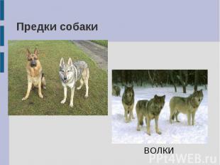 Предки собаки ВОЛКИ