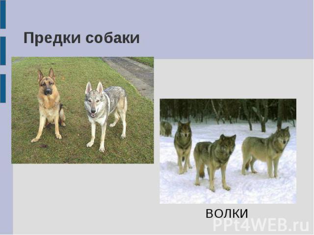 Предки собаки ВОЛКИ
