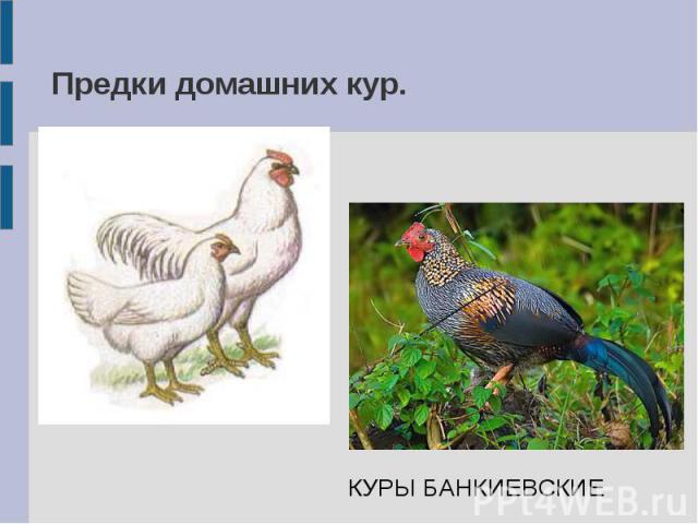 Предки домашних кур. КУРЫ БАНКИЕВСКИЕ