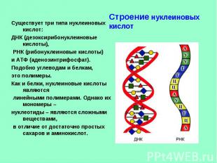 Строение нуклеиновых кислот Существует три типа нуклеиновых кислот: ДНК (дезокси
