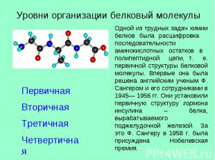 Уровни организации белковый молекулы ПервичнаяВторичная ТретичнаяЧетвертичная Од