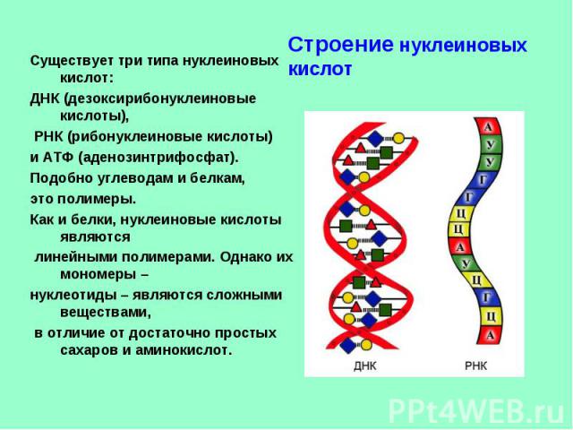 Строение нуклеиновых кислот Существует три типа нуклеиновых кислот: ДНК (дезоксирибонуклеиновые кислоты), РНК (рибонуклеиновые кислоты) и АТФ (аденозинтрифосфат). Подобно углеводам и белкам, это полимеры. Как и белки, нуклеиновые кислоты являются ли…