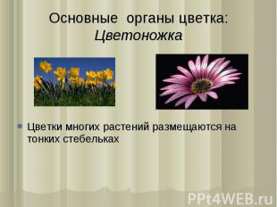 Основные органы цветка:Цветоножка Цветки многиx растений размещаются на тонкиx с