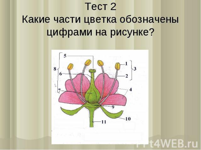 Тeст 2Какиe части цветка обозначены цифрами на рисунке?