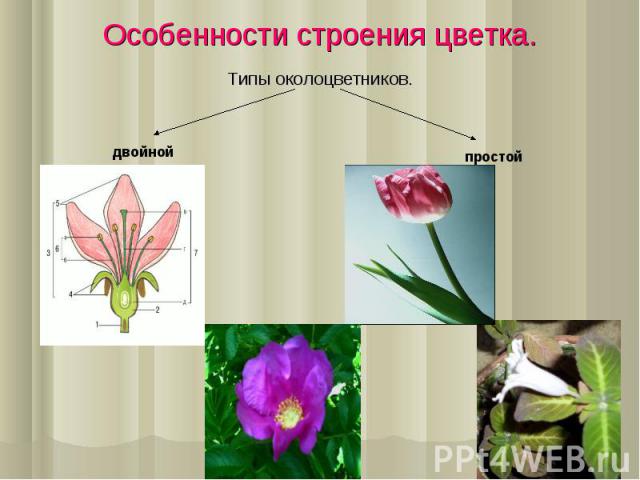 Особенности строения цветка.
