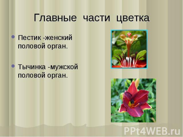 Главные части цветка Пестик -женский половой орган.Тычинка -мужской половой орган.