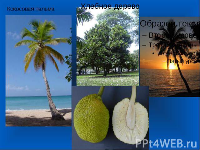 Кокосовая пальма Хлебное дерево