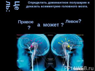 Цель: а может ? Определить доминантное полушарие и доказать асимметрию головного