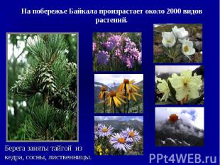 На побережье Байкала произрастает около 2000 видов растений.