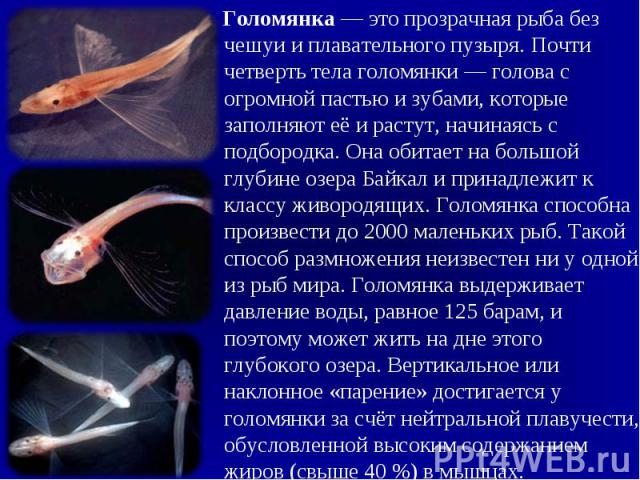 Голомянка — это прозрачная рыба без чешуи и плавательного пузыря. Почти четверть тела голомянки — голова с огромной пастью и зубами, которые заполняют её и растут, начинаясь с подбородка. Онa обитает на большой глубине озерa Байкал и принадлежи…