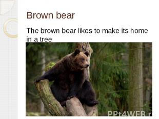 Brown bearThe brown bear likes to make its home in a tree