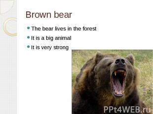 Brown bearThe bear lives in the forestIt is a big animalIt is very strong