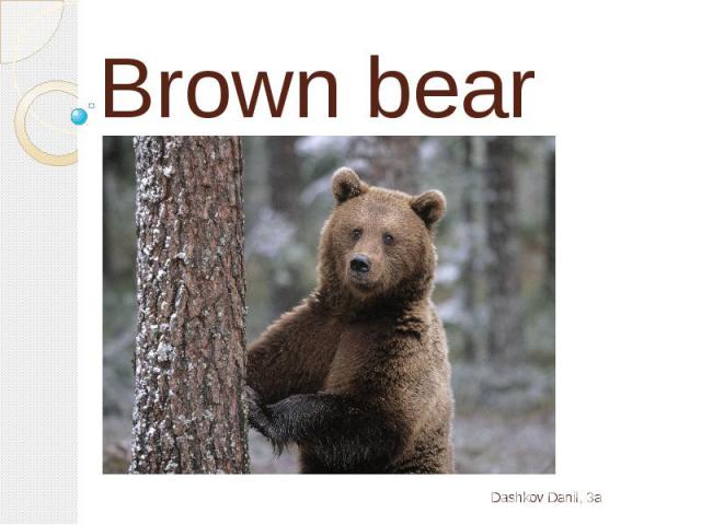 Brown bearDashkov Danil, 3a