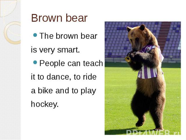 Brown bearThe brown bear is very smart. People can teach it to dance, to ride a bike and to play hockey.