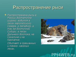 Распространение рыси Распространена рысь в России достаточно широко, водится в л