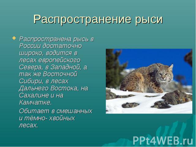 Распространение рыси Распространена рысь в России достаточно широко, водится в лесах европейского Севера, в Западной, а так же Восточной Сибири, в лесах Дальнего Востока, на Сахалине и на Камчатке. Обитает в смешанных и тёмно- хвойных лесах.