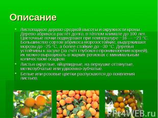 Описание Листопадное дерево средней высоты и окружности кроны. Дерево абрикоса р