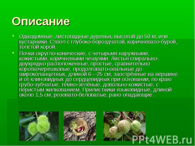 Описание Однодомные, листопадные деревья, высотой до 50 м, или кустарники. Ствол с глубоко-бороздчатой, коричневато-бурой, толстой корой. Почки округло-конические, с четырьмя наружными, кожистыми, коричневыми чешуями. Листья спирально-двухрядно расп…