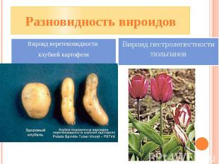 Разновидность вироидов Вироид веретеновидности клубней картофеля