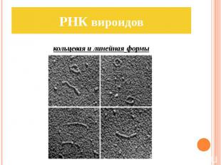 РНК вироидов кольцевая и линейная формы
