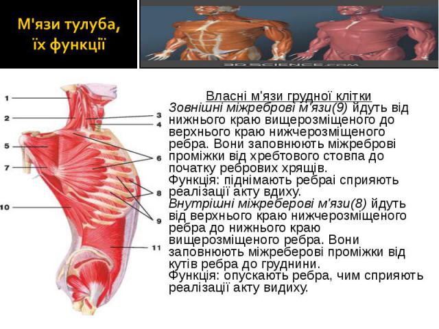 Власні м'язи грудної клітки Власні м'язи грудної клітки Зовнішні міжреброві м'язи(9) йдуть від нижнього краю вищерозміщеного до верхнього краю нижчерозміщеного ребра. Вони заповнюють міжреброві проміжки від хребтового стовпа до початку ребрових хрящ…