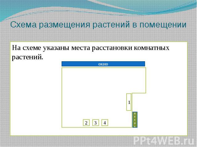 Схема размещения растений в помещенииНа схеме указаны места расстановки комнатных растений.