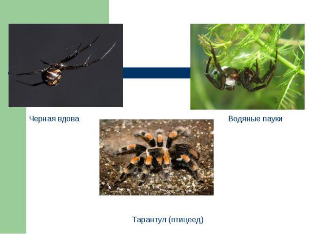  Черная вдова Тарантул (птицеед) Водяные пауки 