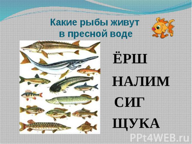 Какие рыбы живут в пресной воде