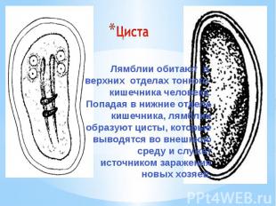 Лямблии обитают в верхних отделах тонкого кишечника человека. Попадая в нижние о