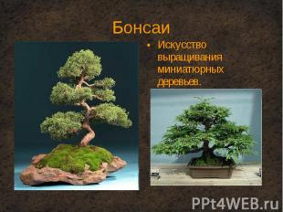 Искусство выращивания миниатюрных деревьев. Искусство выращивания миниатюрных де