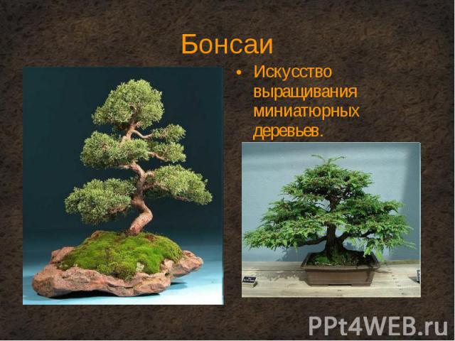 Искусство выращивания миниатюрных деревьев. Искусство выращивания миниатюрных деревьев.